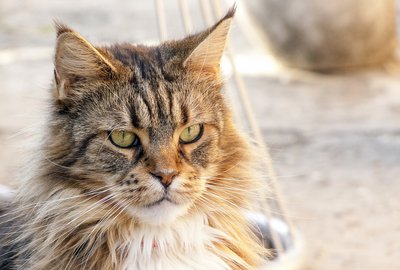 Eine neue Sprache lernen - mit Katzen GIFs